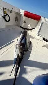 A large Swordfish laid out on the deck of a boat, showcasing the catch after a successful fishing trip.