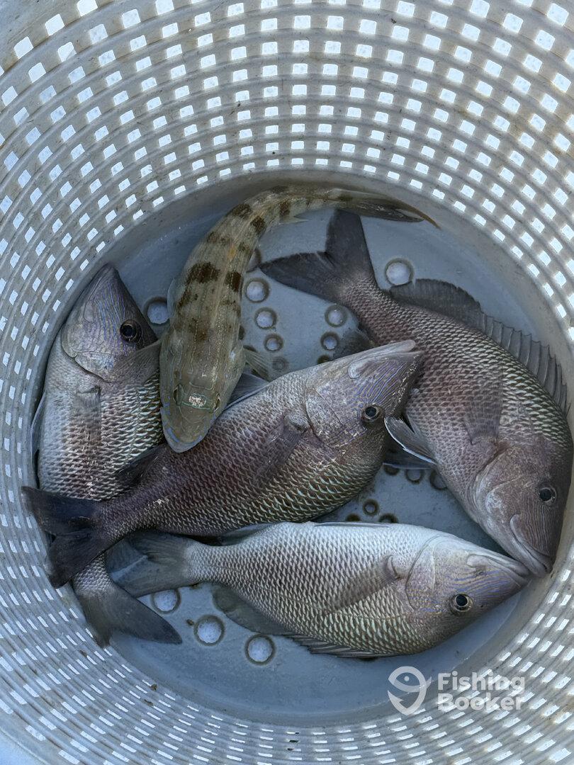 Great day fishing La costa charters