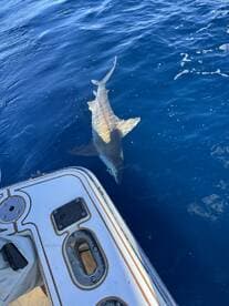 A shark is seen swimming alongside the boat, showcasing an exciting moment during a deep-sea fishing adventure.