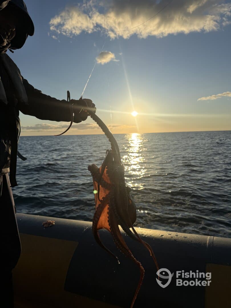 An angler reeling in a vibrant octopus during a sunset fishing trip on the open water.