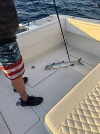 An angler reeling in a Barracuda on a fishing boat, showcasing the excitement of deep-sea fishing.