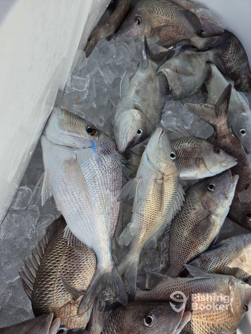 Didn't catch huge fish but caught lots