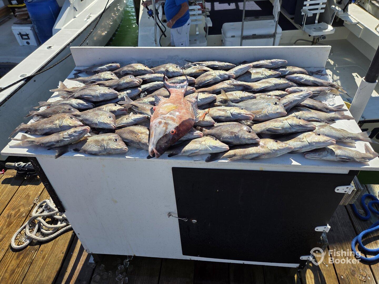 Didn't catch huge fish but caught lots