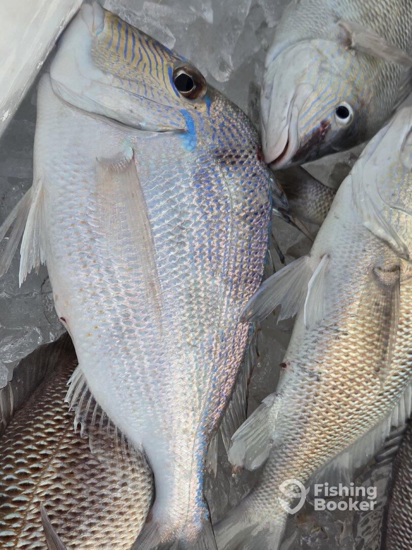 Didn't catch huge fish but caught lots