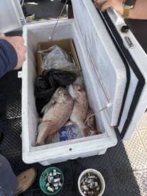 A cooler filled with freshly caught Snapper, alongside bait containers, on a fishing charter.