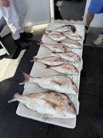 A variety of Snapper displayed on a cleaning table aboard a fishing charter, showcasing a successful day on the water.