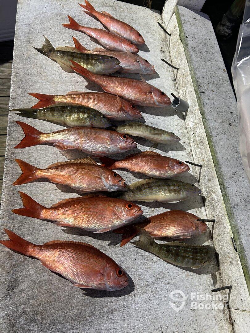 4 hour trip - Mingo and squirrel fish