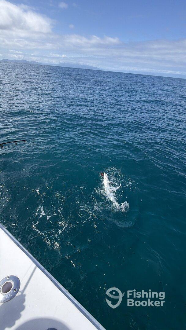 Great Morning Fish on the Reef