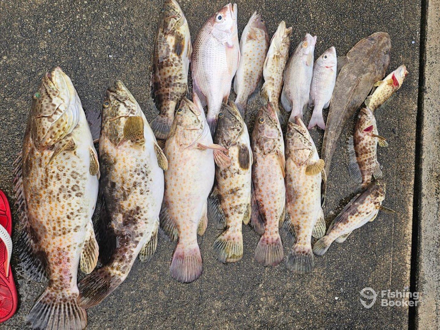 Tiger 👍🏻👍🏻👍🏻