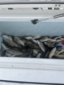 A cooler filled with various species of fish, showcasing a successful fishing trip.