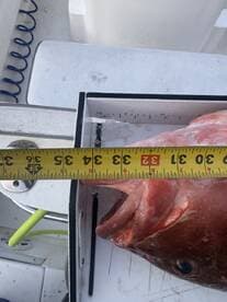 A freshly caught fish is measured on a catch board, showcasing its size on a fishing boat.