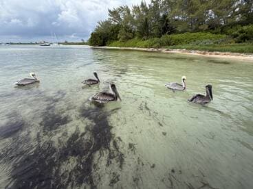 A serene coastal scene featuring pelicans swimming in shallow water, surrounded by lush greenery and distant boats.