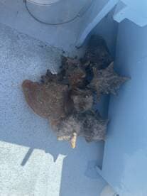 A collection of conch shells stored inside a boat, showcasing the catch from a recent fishing trip.