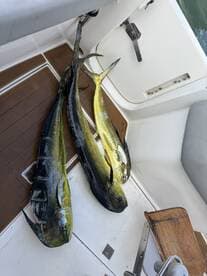 Three vibrant Mahi Mahi laid out on the deck of a boat, showcasing a successful fishing trip.