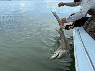 A young angler assists an adult in reeling in a large shark while fishing from a boat in calm waters.