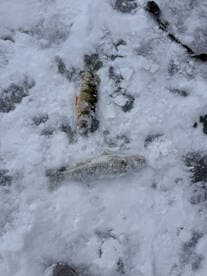 Two freshly caught fish, likely a perch and a walleye, resting on the snow-covered ice, showcasing a successful ice fishing trip.