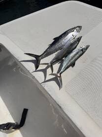 Three fish, including a Mackerel, displayed on a boat's surface after a successful fishing trip.