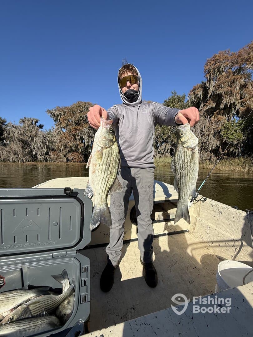 Young angler proudly displaying two large striped bass while fishing from a boat in a scenic river setting.