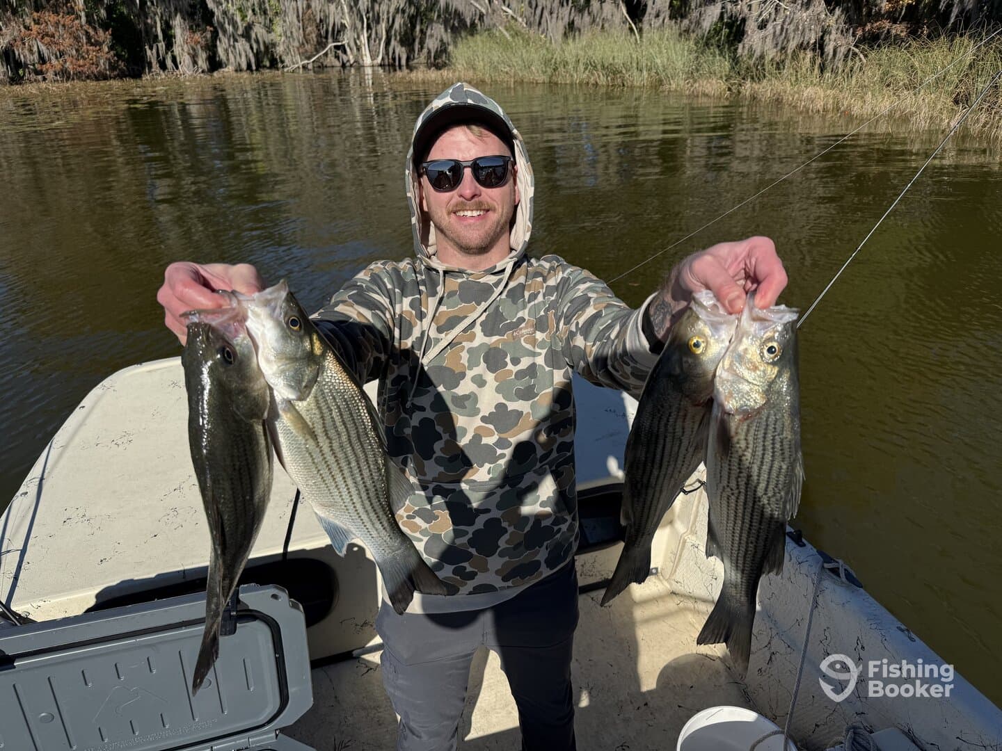Angler proudly displaying multiple striped bass while fishing from a boat in a scenic freshwater environment.
