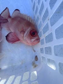 A vibrant Red Snapper resting in a storage basket, showcasing the catch from a recent fishing trip.