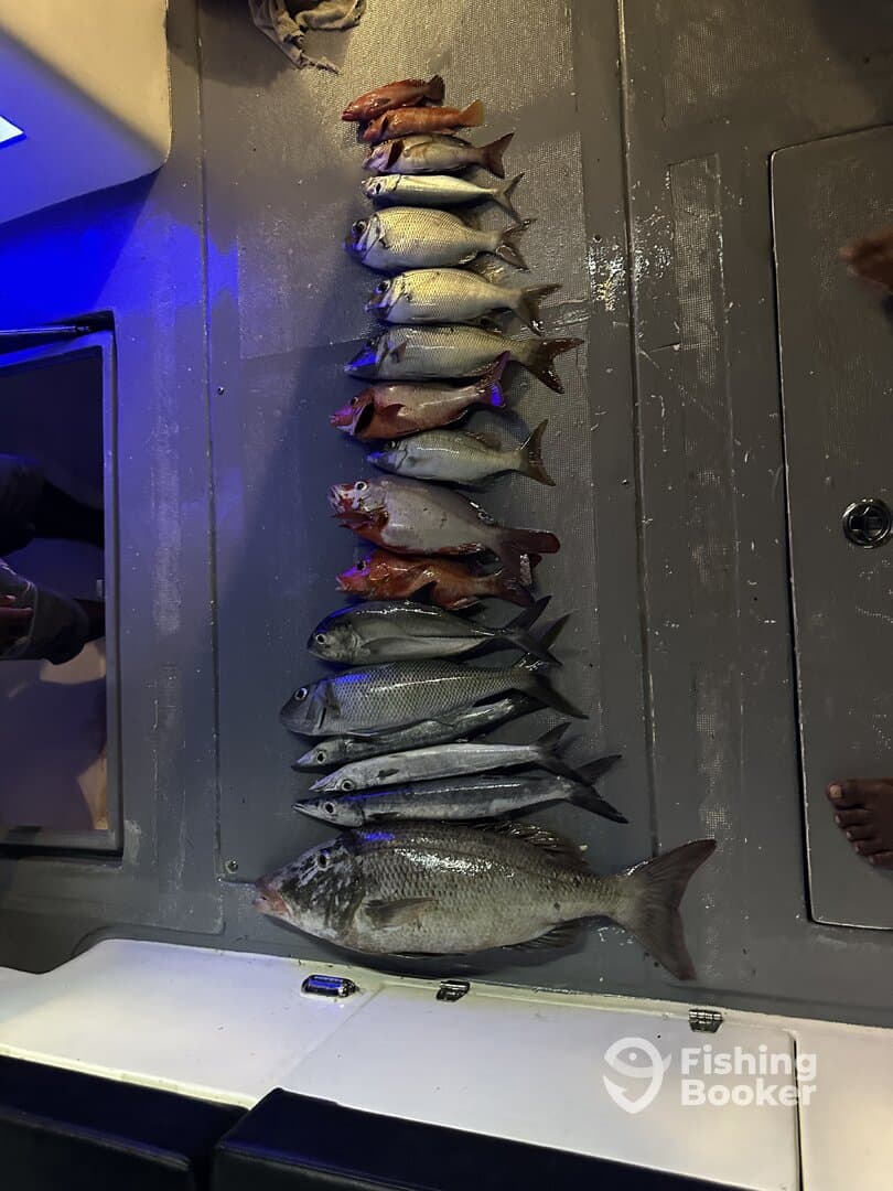 A variety of fish including Snapper and Grouper neatly arranged on the deck of a fishing boat, showcasing a successful catch.