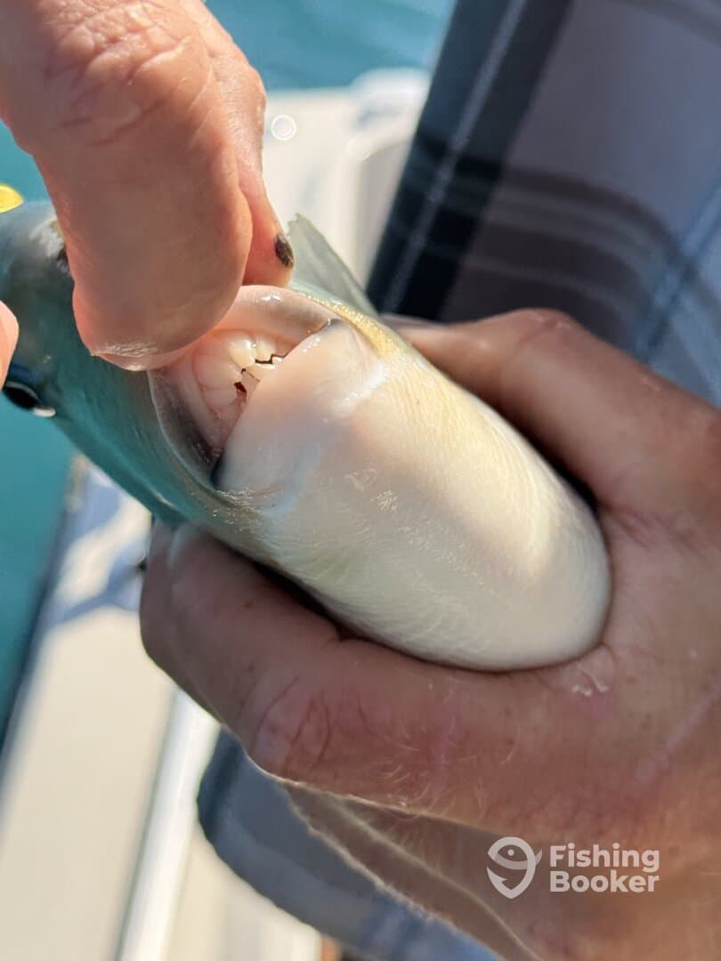 A close-up of a person holding a fish, focusing on its mouth, with a blurred background suggesting a fishing environment.