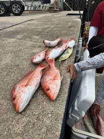 A variety of Snapper and a Mahi Mahi laid out on a dock, showcasing a successful fishing trip.