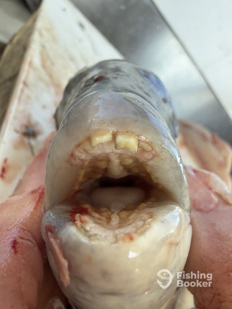 Close-up image of a fish's mouth, showcasing its teeth, but lacking a clear context or subject.