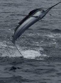 A majestic Marlin leaps out of the water during an exciting fishing expedition, showcasing the thrill of deep-sea fishing.