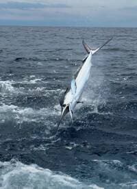 A majestic Marlin leaps out of the water during a thrilling offshore fishing adventure.
