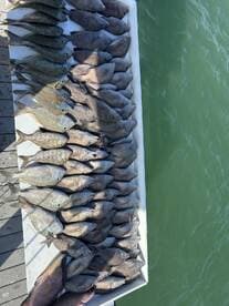 A variety of fish, including Snapper, neatly arranged on a display table at the dock after a successful fishing trip.