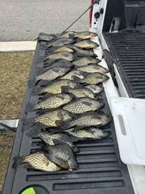A collection of Crappie fish neatly arranged in the bed of a truck after a successful fishing trip.