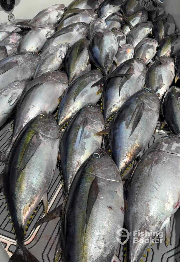 Blue sky and smooth Sailing. 