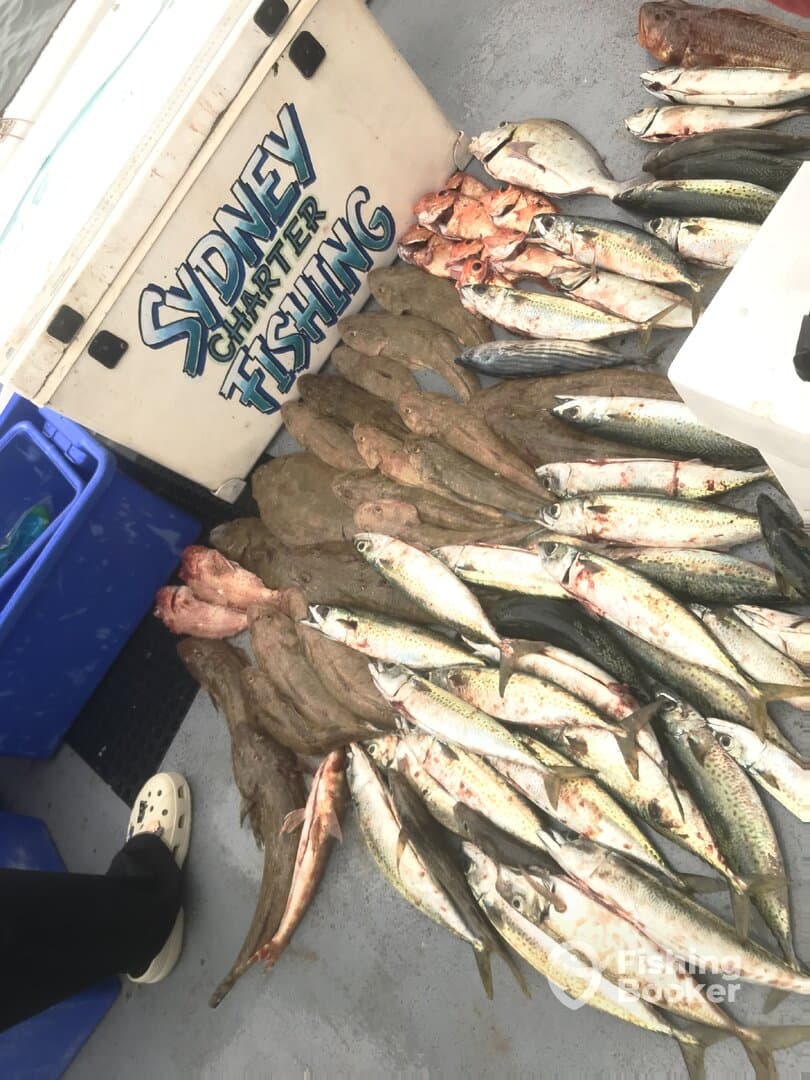 A variety of fish including flatfish and mackerel displayed on the deck of a fishing charter boat, showcasing a successful catch.