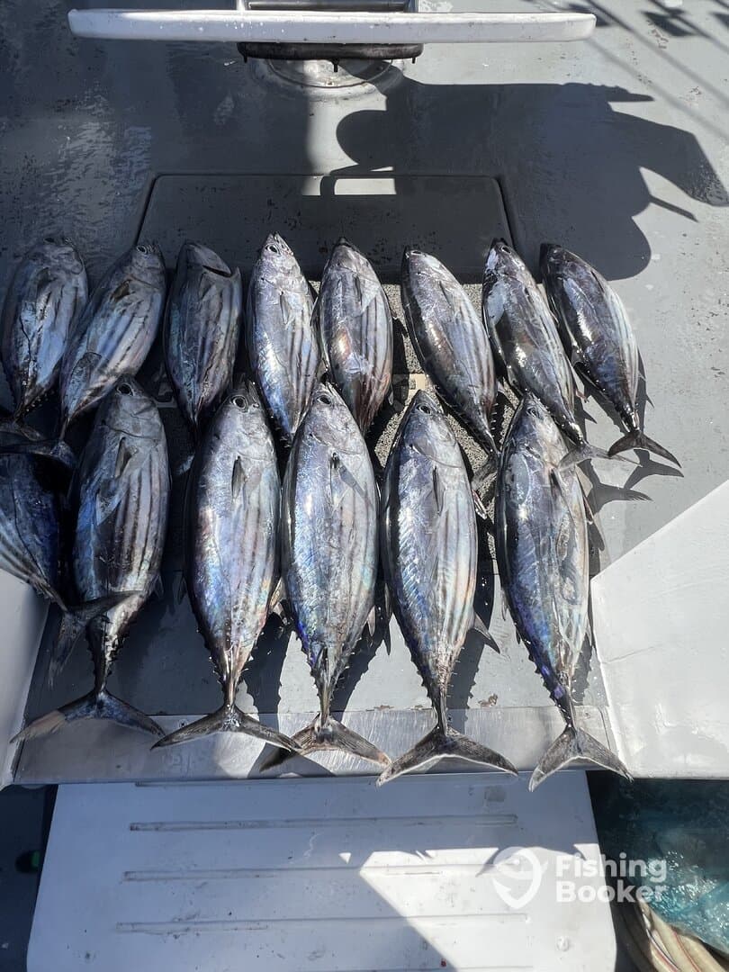A collection of freshly caught Bonito fish laid out on a cleaning table aboard a fishing boat.