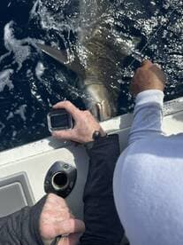 Two anglers actively reeling in a shark while fishing offshore, showcasing the excitement of deep-sea fishing.