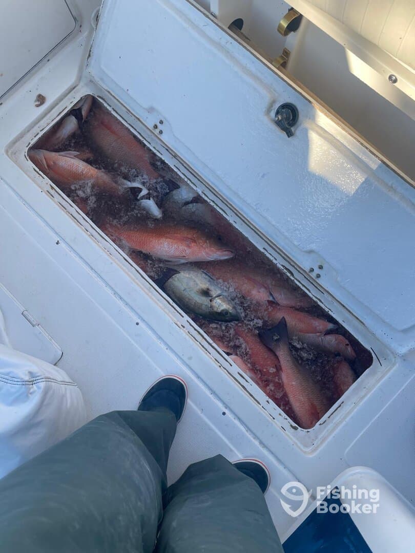 A cooler filled with various fish, including Snapper and Grouper, on a fishing boat deck.