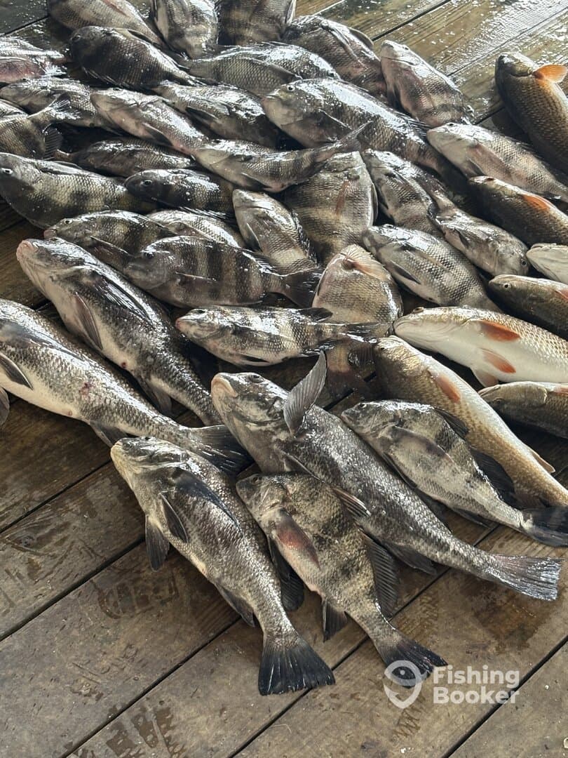 A large variety of fish, including striped bass and black drum, displayed on a dock after a successful fishing trip.
