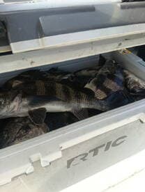 A cooler filled with various fish, likely from a successful fishing trip, showcasing the catch of the day.