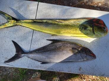 Two fish displayed on a cleaning table, featuring a vibrant Mahi Mahi and a sleek Amberjack, showcasing a successful fishing trip.