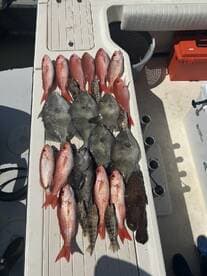 A variety of fish including Snapper and Flounder laid out on a fillet table, showcasing a successful fishing trip.