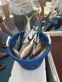 A variety of fish, including Yellowtail Snapper and Mackerel, stored in a blue basket on a fishing boat, showcasing a successful catch.