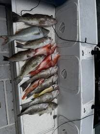 A variety of fish including Snapper and Grouper laid out on a cleaning table, showcasing a successful fishing trip.