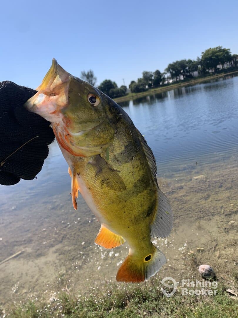 Angler proudly displaying a vibrant Largemouth Bass caught at a local pond, showcasing the clear water and sunny sky.