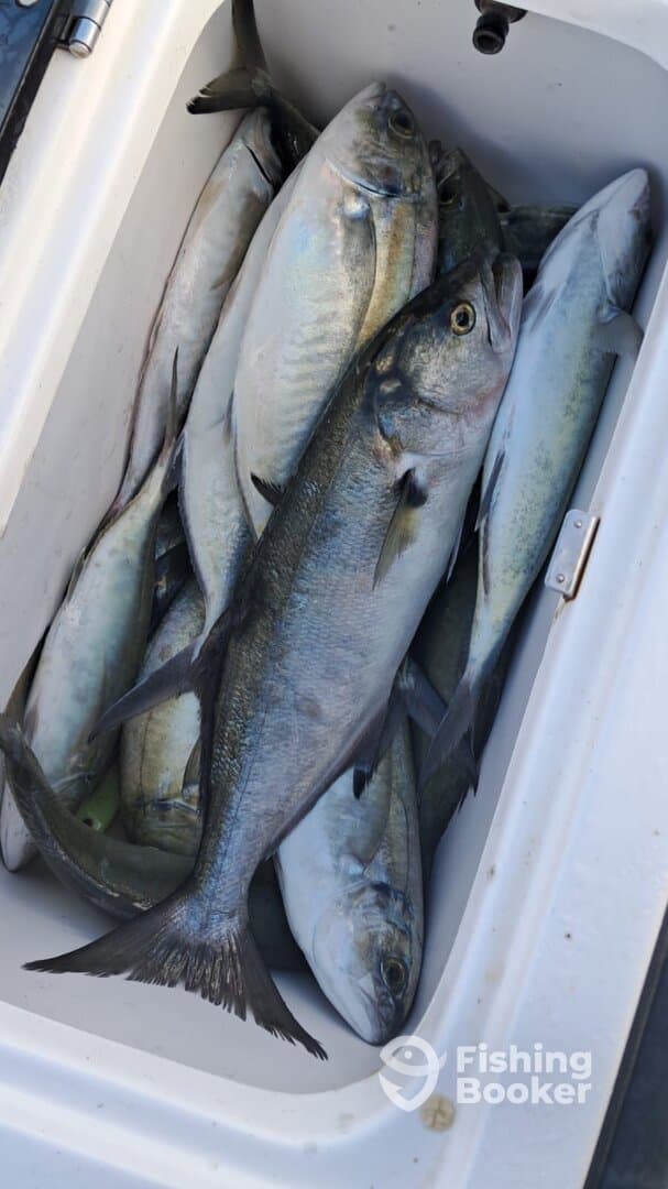 A cooler filled with a variety of fish, showcasing a successful fishing trip.