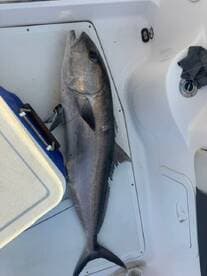 A large fish, likely a tuna, resting on the deck of a boat, showcasing the catch after a successful fishing trip.