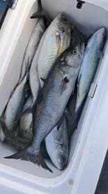 A cooler filled with a variety of fish, showcasing a successful fishing trip.