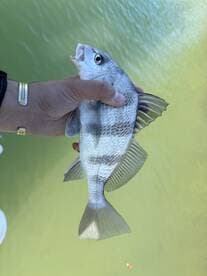 Angler proudly holding a Silver Perch above the water, showcasing a successful catch during a fishing trip.