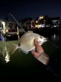 A proud angler holding a freshly caught fish at night, showcasing the excitement of fishing in a well-lit dock area.