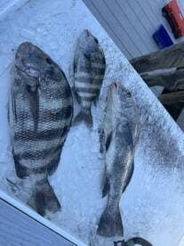 Three freshly caught Black Sea Bass laid out on ice at a cleaning station, showcasing a successful fishing trip.